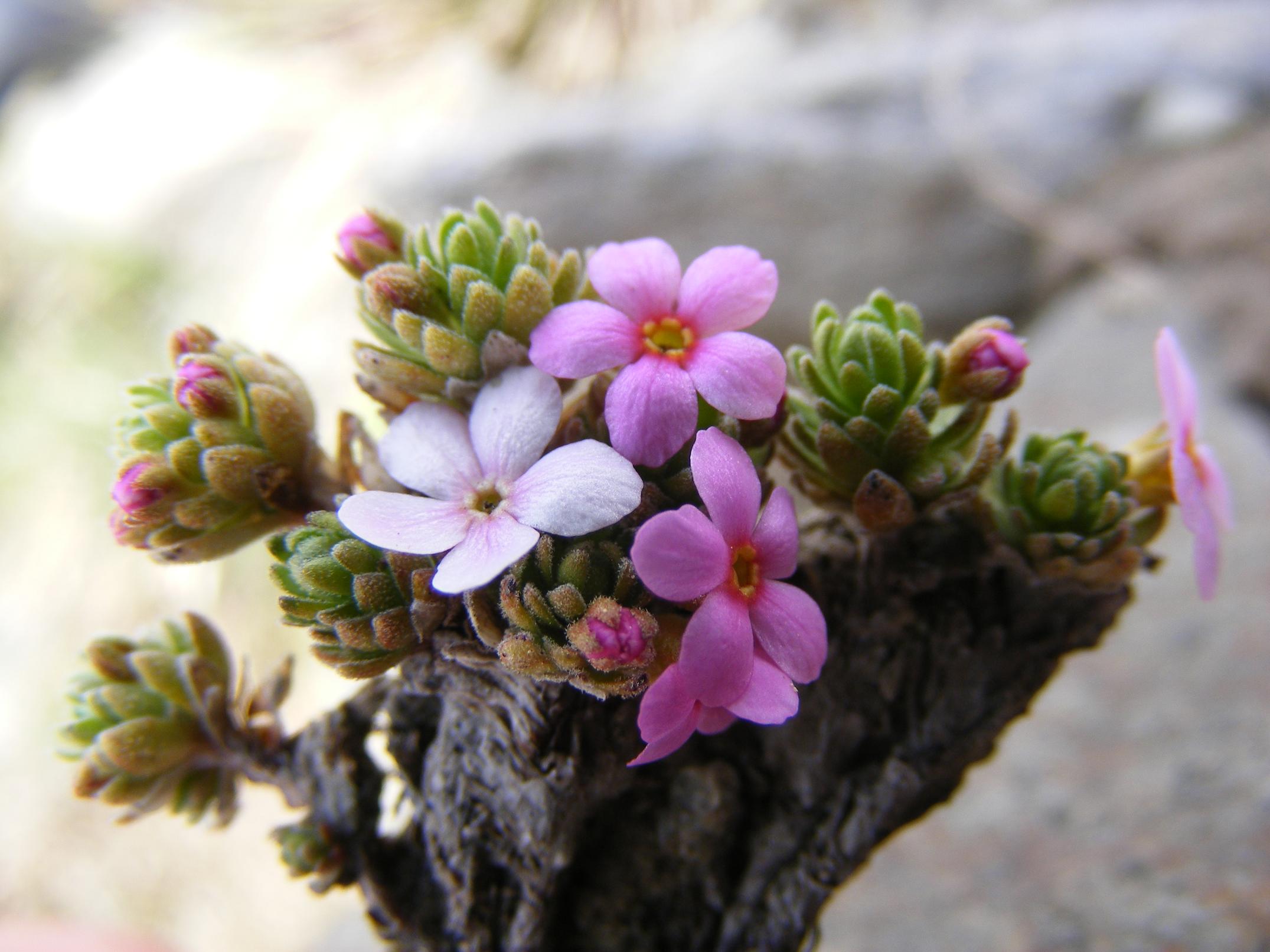 Androsace alpina